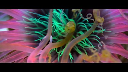 Ocean with David Attenborough | movie | 2025 | Official Trailer
