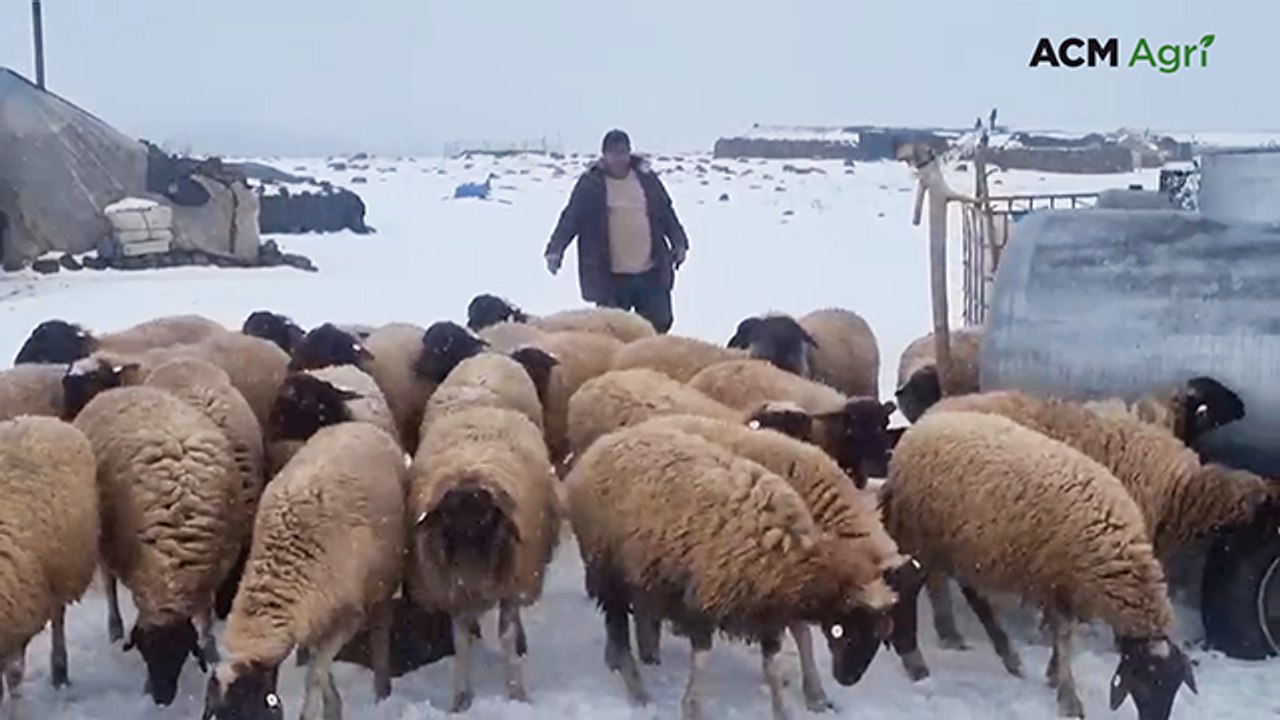 Life as a sheep farmer in Morocco's Middle Atlas mountains