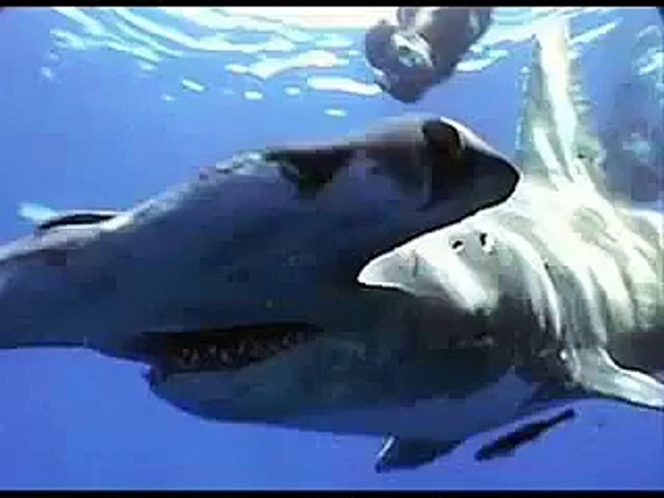 Paranormal creatures Part 3 Tiburon