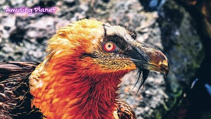 Bearded Vulture Sound