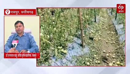 केला, आम और पपीता की फसल बेमौसम बारिश से बर्बाद, लता वाली सब्जियों पर 'बरसी मेहरबानी'