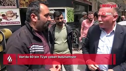 60 bin TL'ye çoban bulunamıyor! Aylık 100 ila 120 bin TL talep ediyorlar