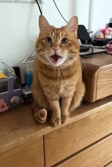 Funny Animals 😼Cute Animals #short #cuteanimals #funnyanimals #shortsfeed