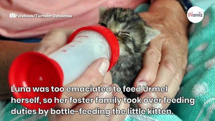 Poorly cat mum is dying: German Shepherd comes along and knows exactly what to do