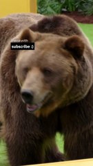 Stealing Money from a Grizzly Bear