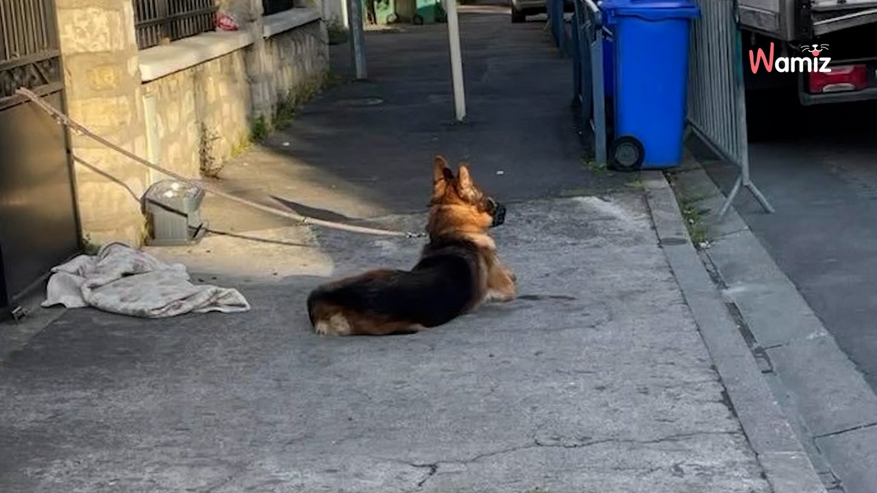 La caméra de son portail envoie une notification sur son mobile : il découvre un chien attaché devant chez lui