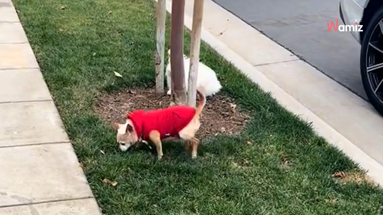 Ils sauvent un chien Chihuahua âgé en refuge : il rencontre le lapin des voisins, et c'est le coup de foudre (vidéo)