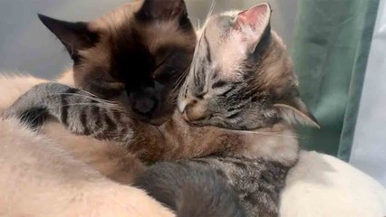 Schattige video: Knuffelende kittens veroveren het internet en smelten harten