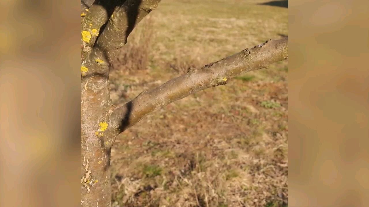 10 EASY Fruit Trees GRAFTING Techniques  CLONE Your Tree on SPRING!
