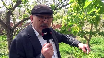 Don felaketi Sinop çiftçisine ciddi zarar verdi