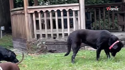 Elle se rend au refuge pour adopter un chien et fait une demande très spéciale : ils trouvent le candidat idéal (vidéo)