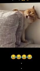 Wait for end🤣🤣_funny_trend _viral_catlovers _comedy _comment _like _subscribe