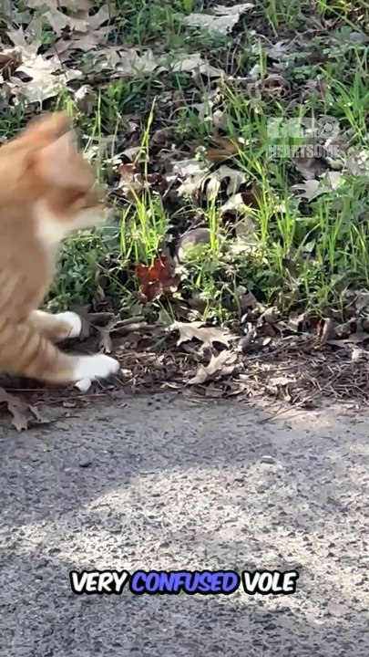 Cats Gone Wild! Hilarious Feline Fails & Funniest Moments Ever 😹