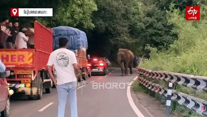 வாகனங்களை வழிமறித்து நின்ற காட்டு யானை  -  வைரலாகும் வீடியோ!