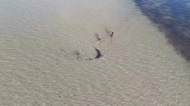Australian father-son duo help rescue great white shark stuck in shallows