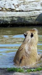 Adorable Capybaras Take a Refreshing Swim at Chester Zoo 🦦
