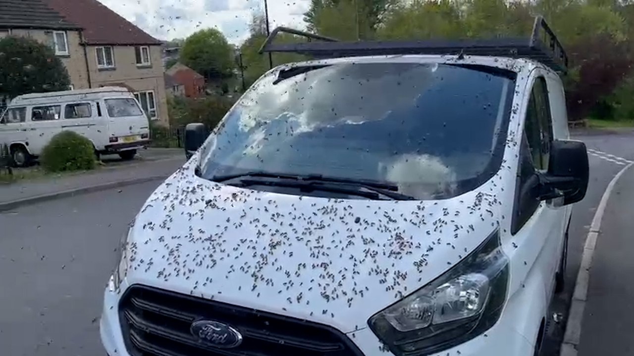 Britischer pub von 3.000 bienen umschwärmt