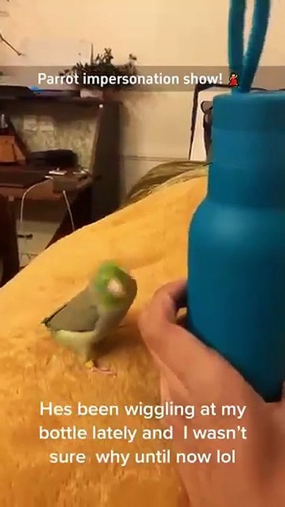 Parrot impersonation show 🤣🤣 #funnyshorts #funny #funnyanimals #pets #fyp #foryou #cute #parrot