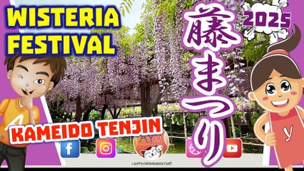 藤まつりWisteria Festival Full Bloom at Tokyo's Kameido Tenjin Shrine La Festa del Glicine Fuji Matsuri