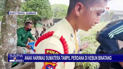 4 Bulan Diobservasi, Anak Harimau Sumatera Tampil Perdana di Kebun Binatang Kinantan