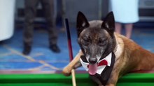 DOg playing snooker