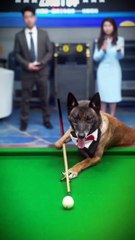 DOg playing snooker