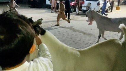 Qurbani 2025 goat fun masti