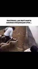 😎 Convince a few, not all-Herd Mentality