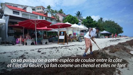 La Guadeloupe confrontée à une nouvelle arrivée massive de sargasses