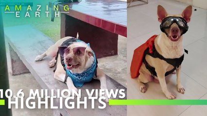 Amazing Earth: A dog that sings, acts, talks, and might be smarter than you!