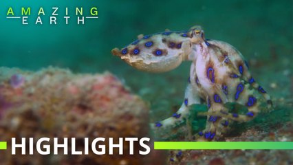 Amazing Earth: This octopus sacrifices her life to save her babies!