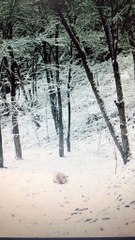 The daily life of pandas 🐼(62)   #Panda #Lovely
