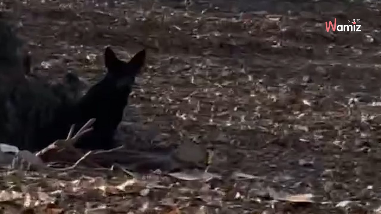 Elle prend la sortie d'autoroute : un mouvement dans les buissons l'a fait freiner en urgence (vidéo)