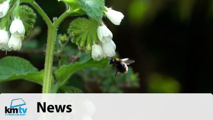 Data has shown a decline in the flying insect population