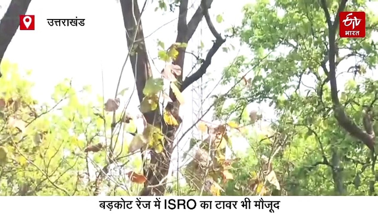 'फॉरेस्ट फायर प्रूफ' है उत्तराखंड का ये जंगल, भ...