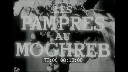 1959 - l'Exploitation de la vigne en Algérie