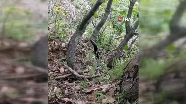 Gözlerine inanamadı! Başını kaldırmış dev siyah yılanı böyle görüntüledi