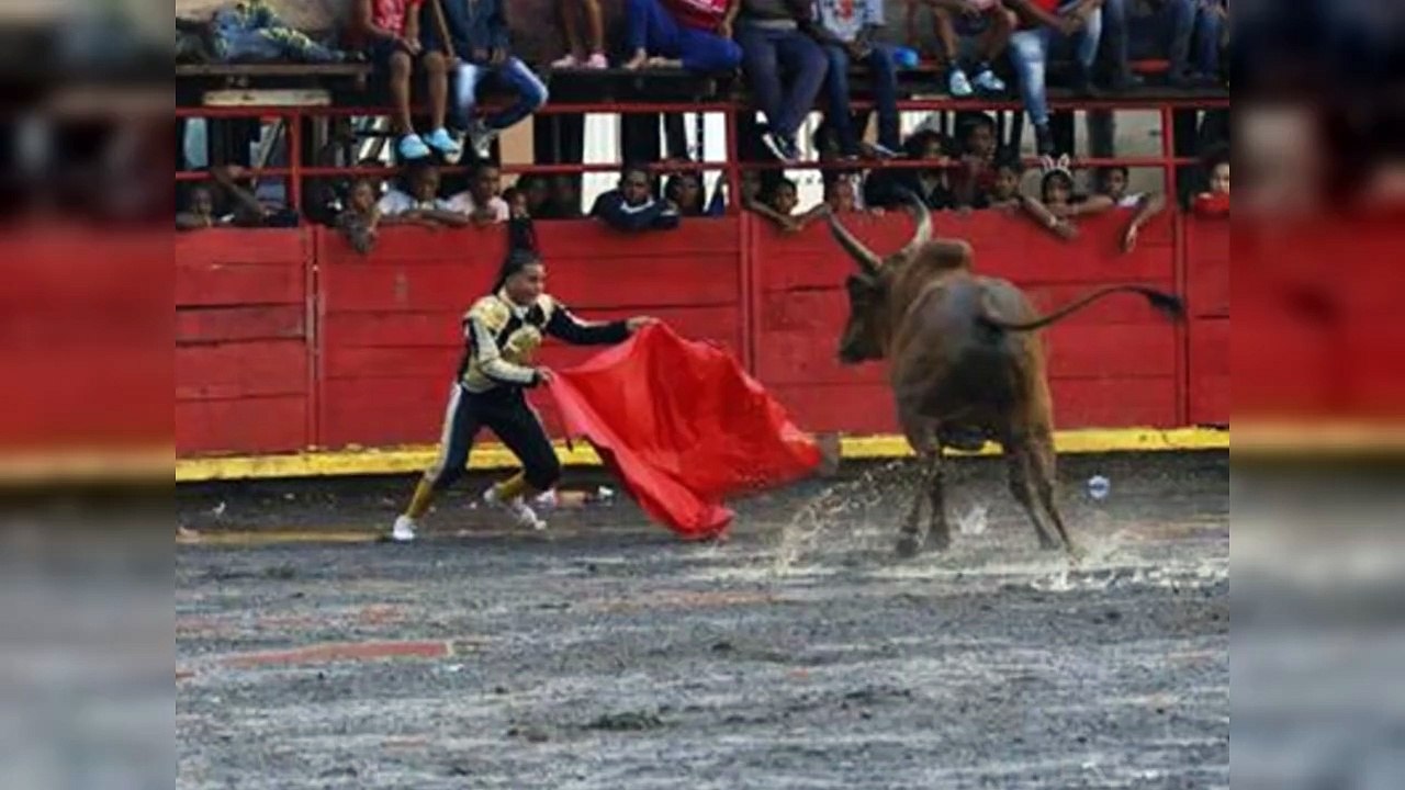 Inician los preparativos para las corridas de toros en El Seibo