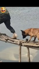 funny animals 🤣😂🤣😂🤣 Videos graciosos