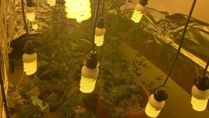 Beyoğlu’nda kiraladıkları daireye uyuşturucu serası kuran 2 şüpheli yakalandı