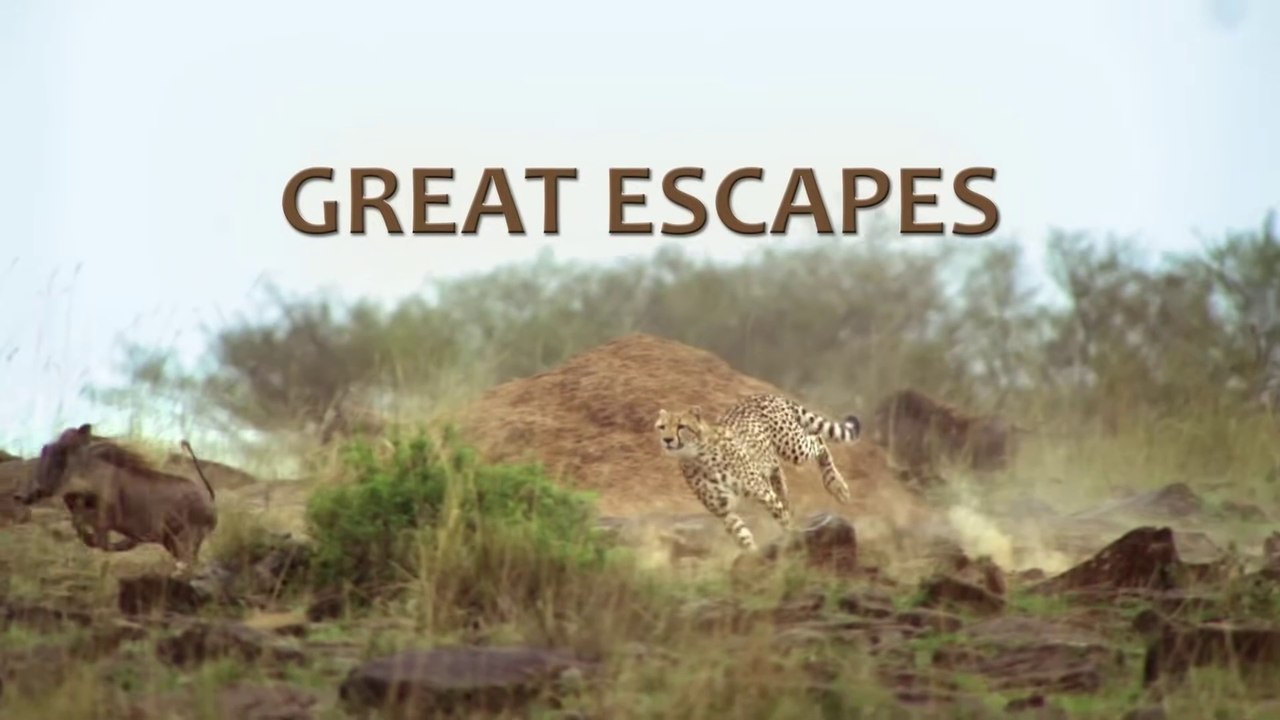 Africa's Great Escapes - Full Documentary