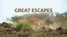 Africa's Great Escapes - Full Documentary
