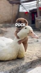 This dog was lost and a duck became his mother 🥺❤ #shorts
