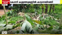 പത്തനംതിട്ട കോന്നി കുളത്തുമണ്ണിൽ കാട്ടാനക്കൂട്ടമിറങ്ങി കൃഷി നശിപ്പിച്ചു