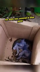 This kitten was painted blue 😢💔 #shorts #cat #sad