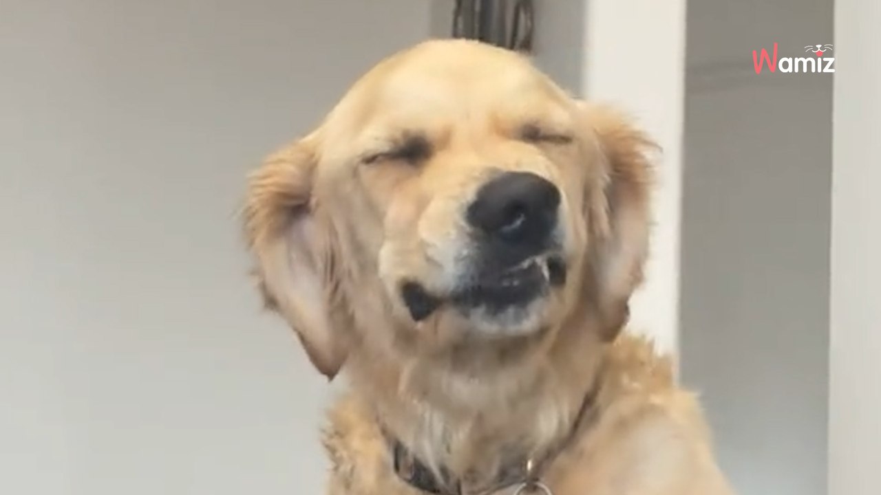 "No getting on the sofa": Viewers in hysterics when they see dog's reaction (video)