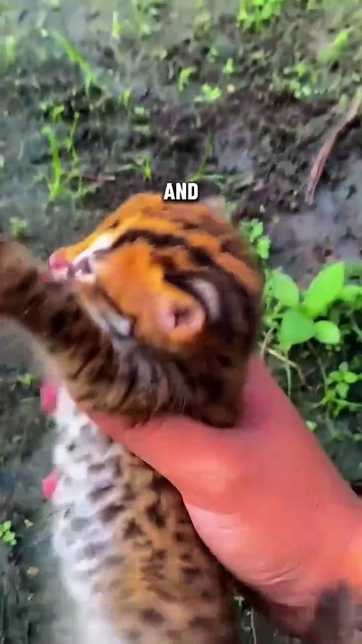 This kitty found his person ❤ #shorts