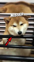 This dog missed his dad 🥺❤ #shorts #dog #wholesome