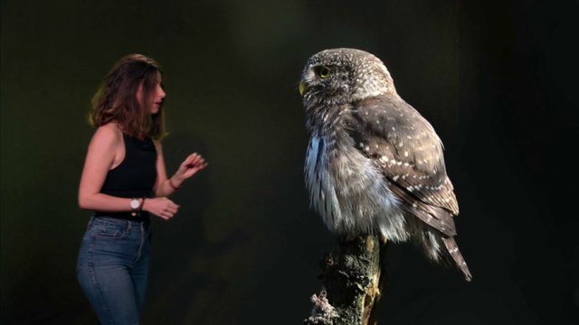La chevêchette d’Europe, le plus petit de nos rapaces