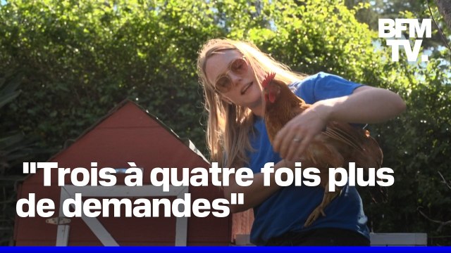 Face à la pénurie d'œufs, des Américains louent des poules